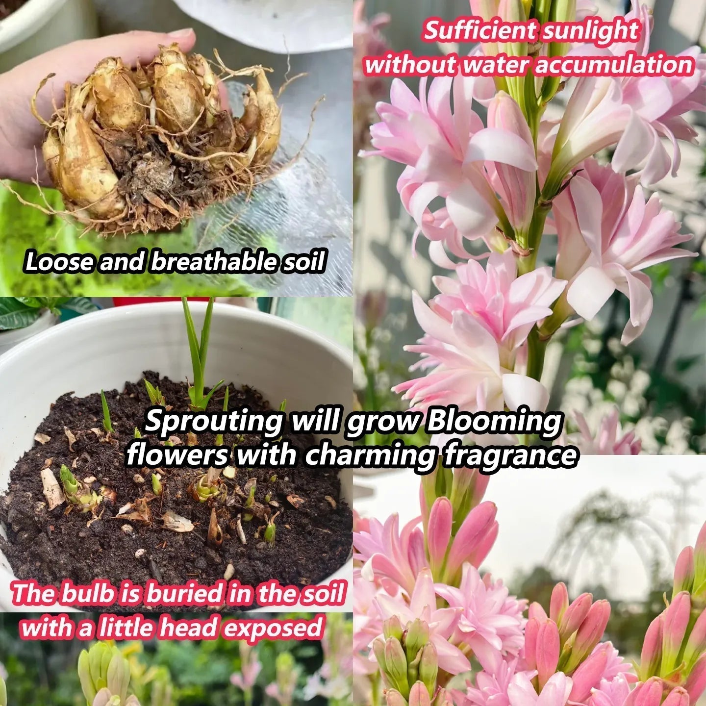 Petalizy™ Tuberose Rajnigandha Seeds (Pack of 2)
