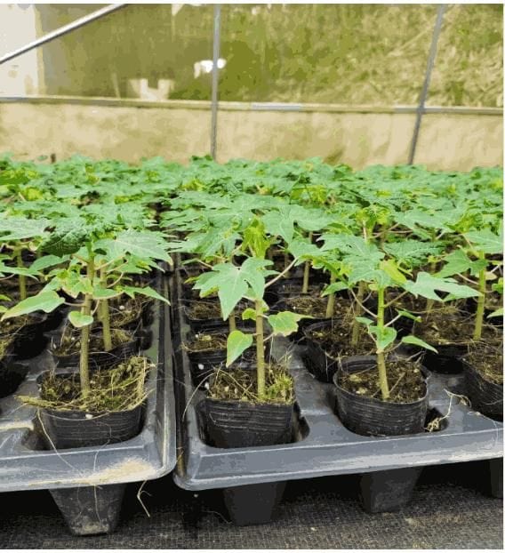 Special Golden Papaya Seeds (50 seeds)