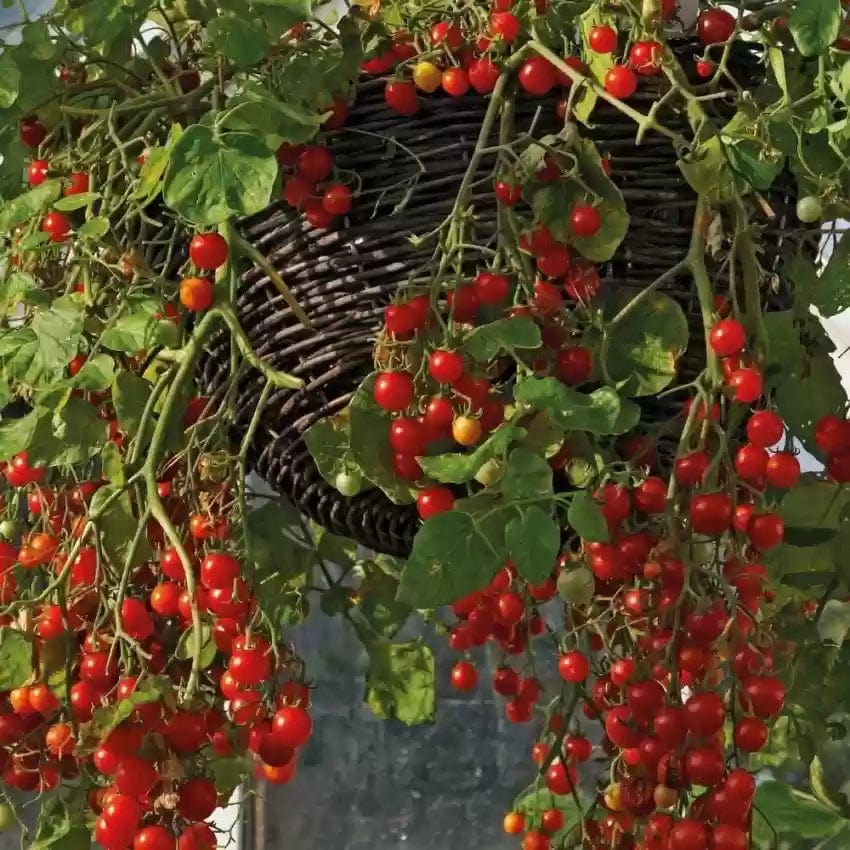 Waterfall Tomato Seeds (300 gms Seeds)